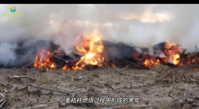 研究称烧秸秆能控制超级细菌传播 揭示黑炭双重作用