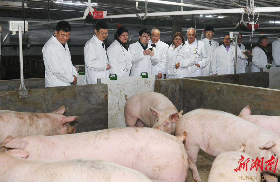 巍巍韶峰映赤诚 湘古携手谱新篇